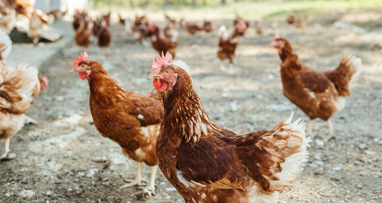 Otros 7,5 millones para seguir eliminando la puesta de huevos de gallinas en jaulas