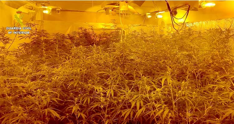 Un forastero de 66 años cultivaba marihuana en una casa de Los Navalmorales