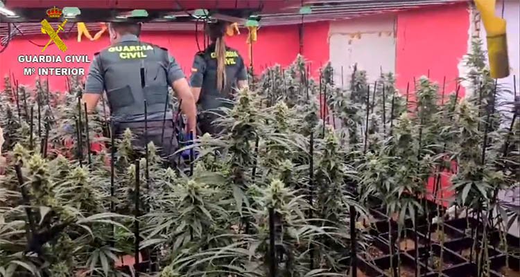 Desmantelan una plantación de marihuana en Cobeja