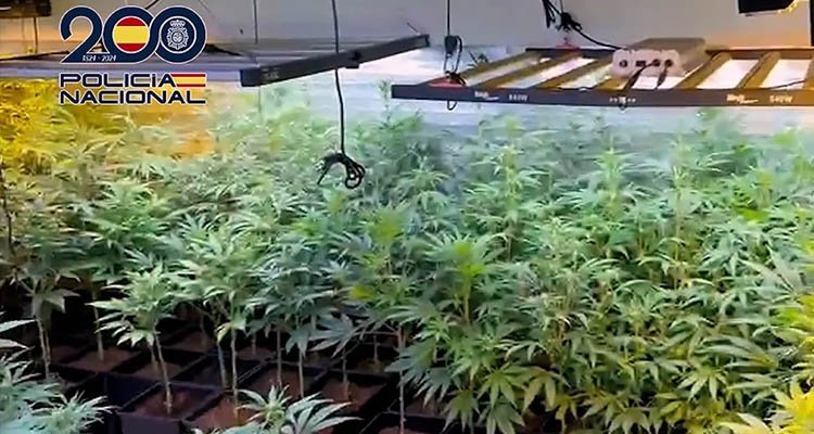 Desmantelan tres plantaciones de marihuana en Escalona