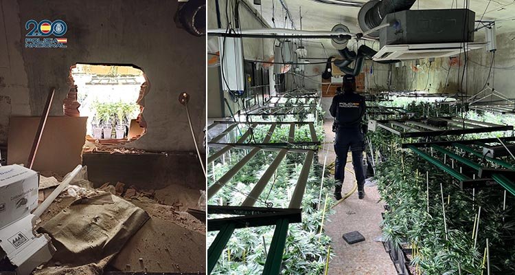 Localizan una plantación de marihuana en una nave industrial de Sonseca