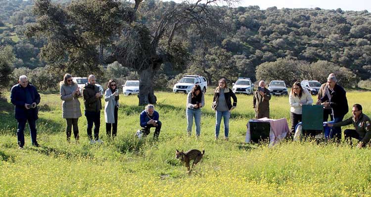 Suelta de dos linces ibéricos en Aldeanueva de Barbarroya