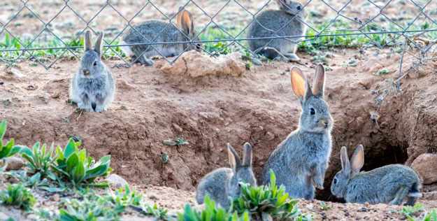 Concentraciones ante las Cortes y el Palacio de Fuensalida por la plaga de conejos